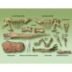 KOSMOS T-Rex 3D, Experimentierkasten -Trendiger Spielzeugladen KOSMOS T Rex 3D Experimentierkasten@@1877992 2